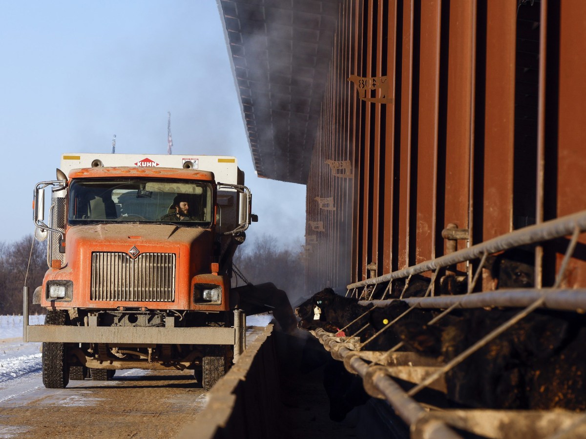 A truck deposits feed for cattle.