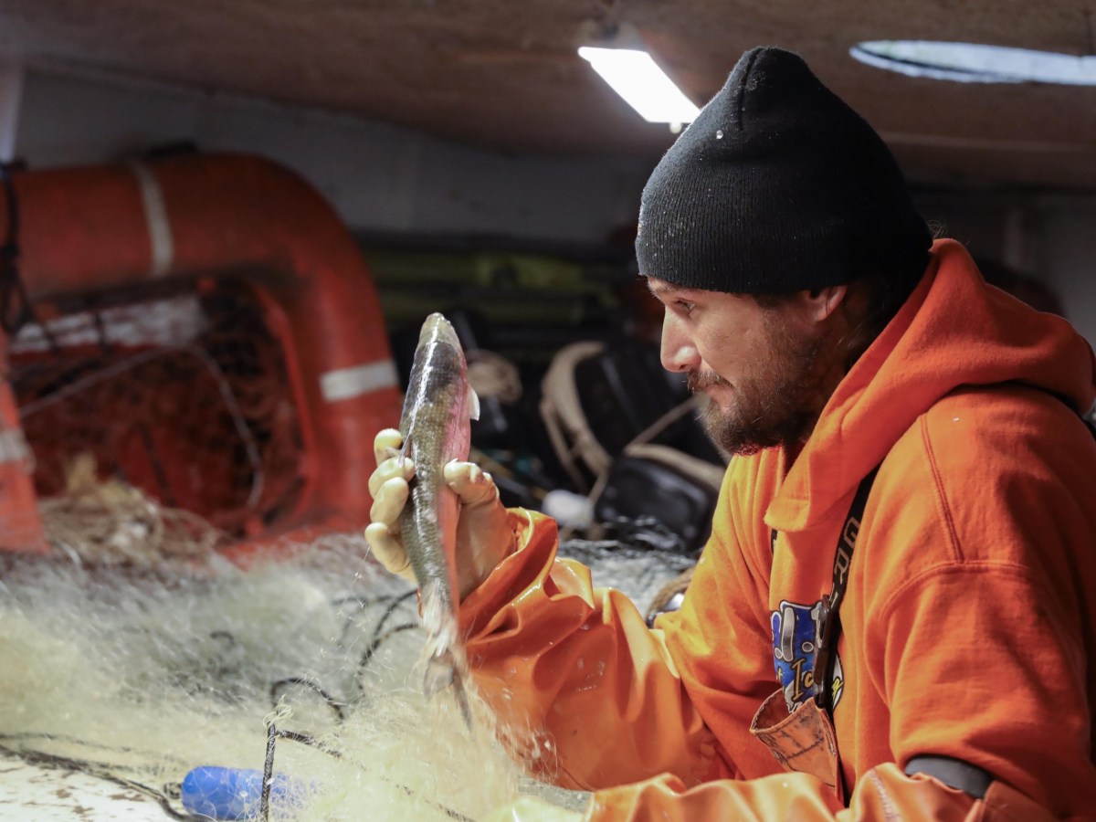 A fisherman looks at the fish he is holding.