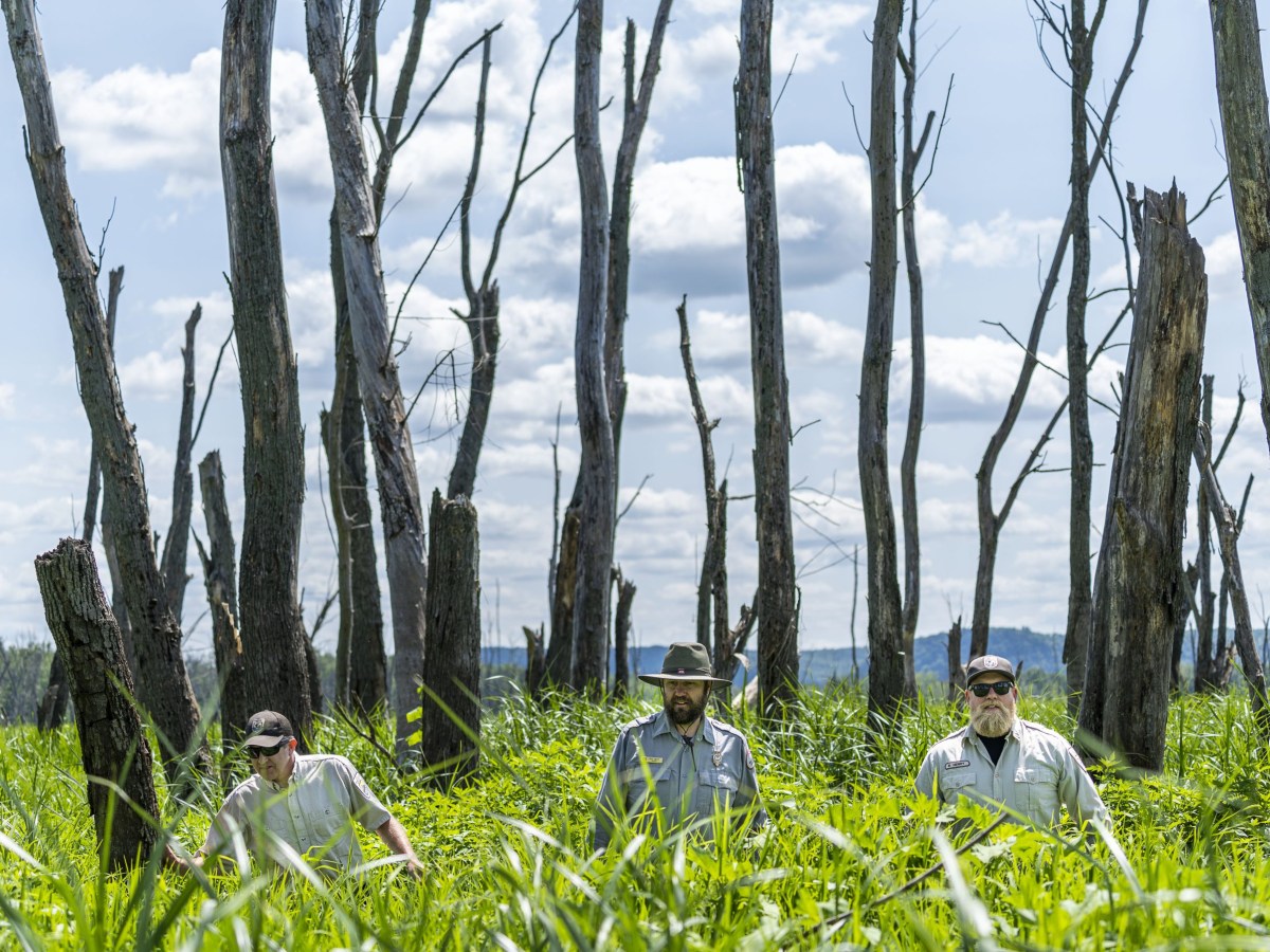 The Mississippi River’s floodplain forests are dying. The race is on to bring them back.